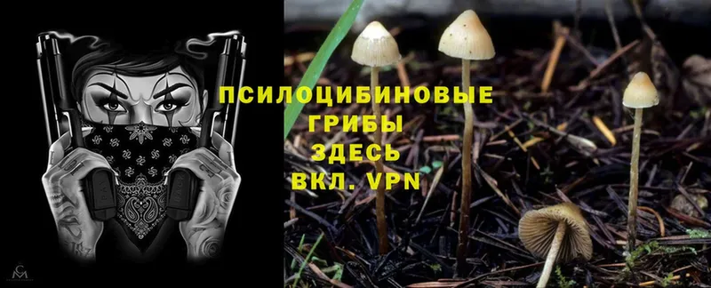 Псилоцибиновые грибы Cubensis Богучар